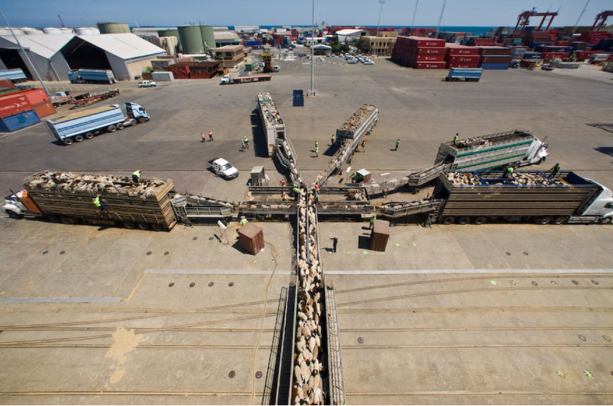 Video: 56,000 sheep loaded on ship bound for Middle East