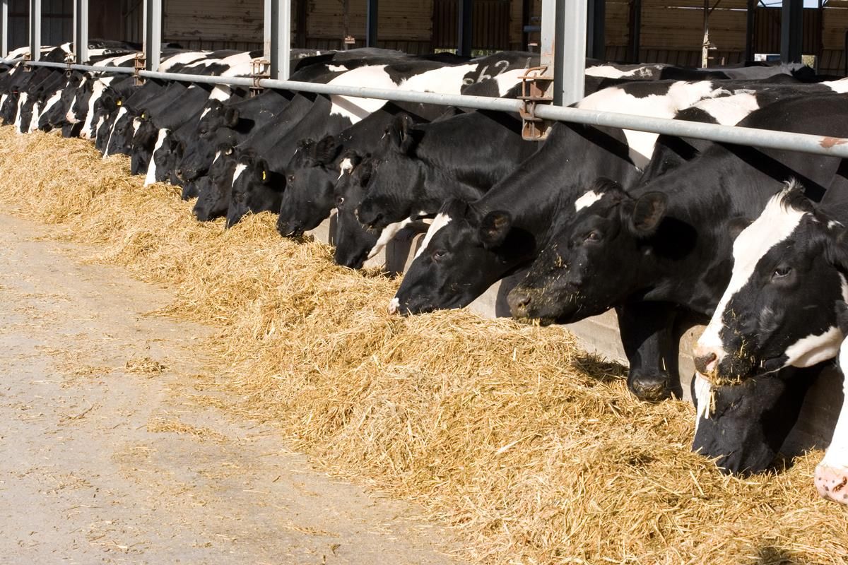 Australian dairy co-op says it paid its farmers €125m too much for milk
