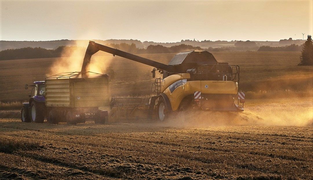 NFU calls for Government policy to manage risks facing oilseed rape production