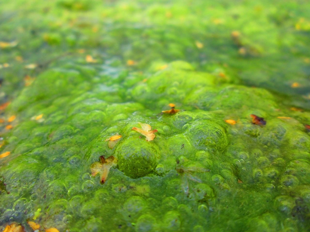 Lough Neagh: First 2025 sighting of algae confirmed