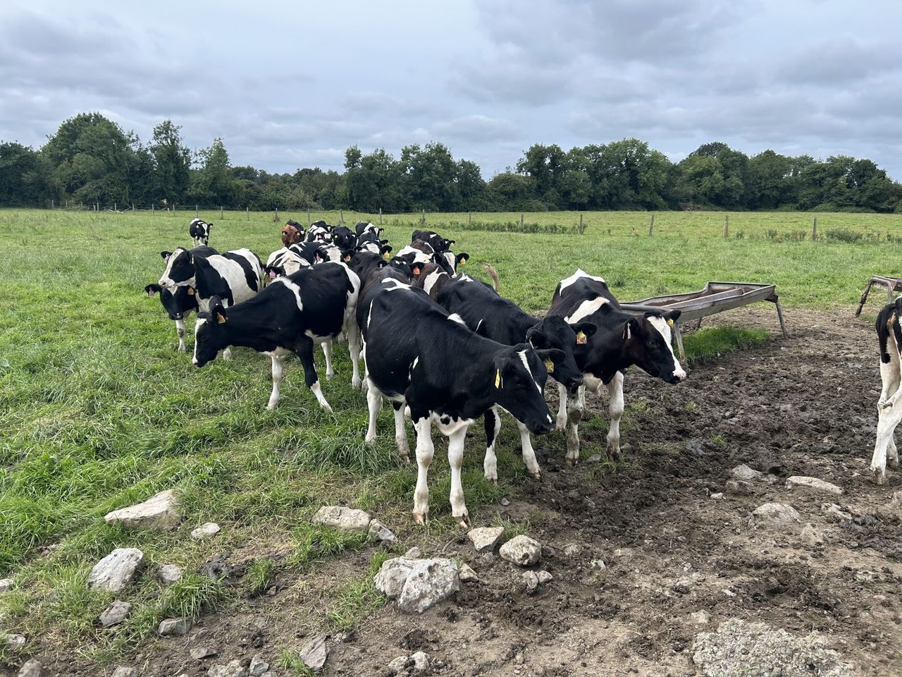 Weighing and monitoring your replacement heifer calves