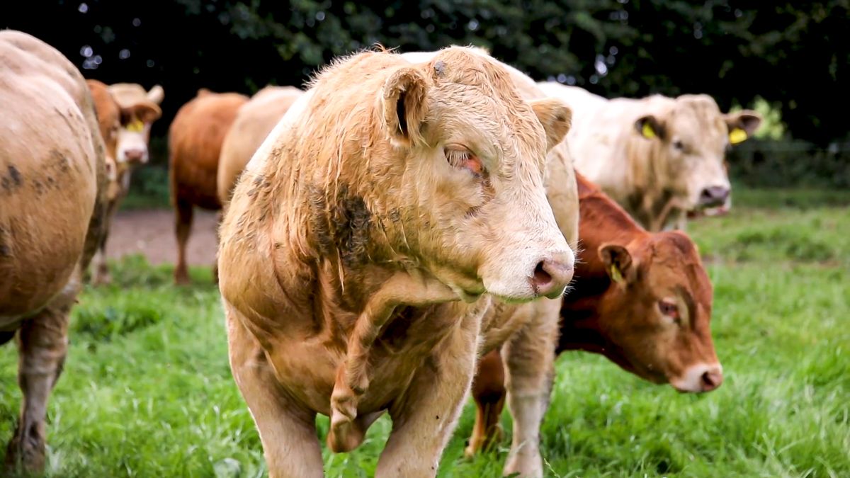 First UK bluetongue case detected in 2024/25 season