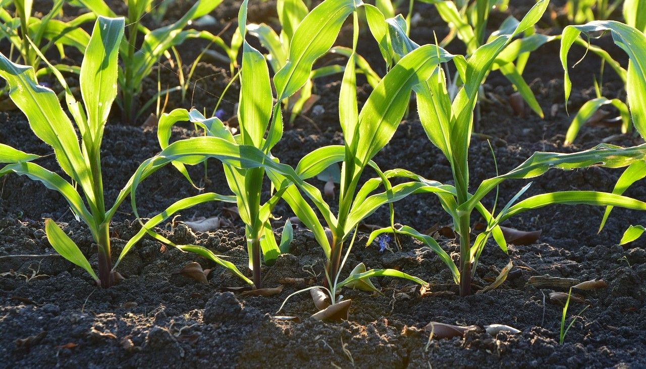 98% of Northern Ireland soils inadequately analysed