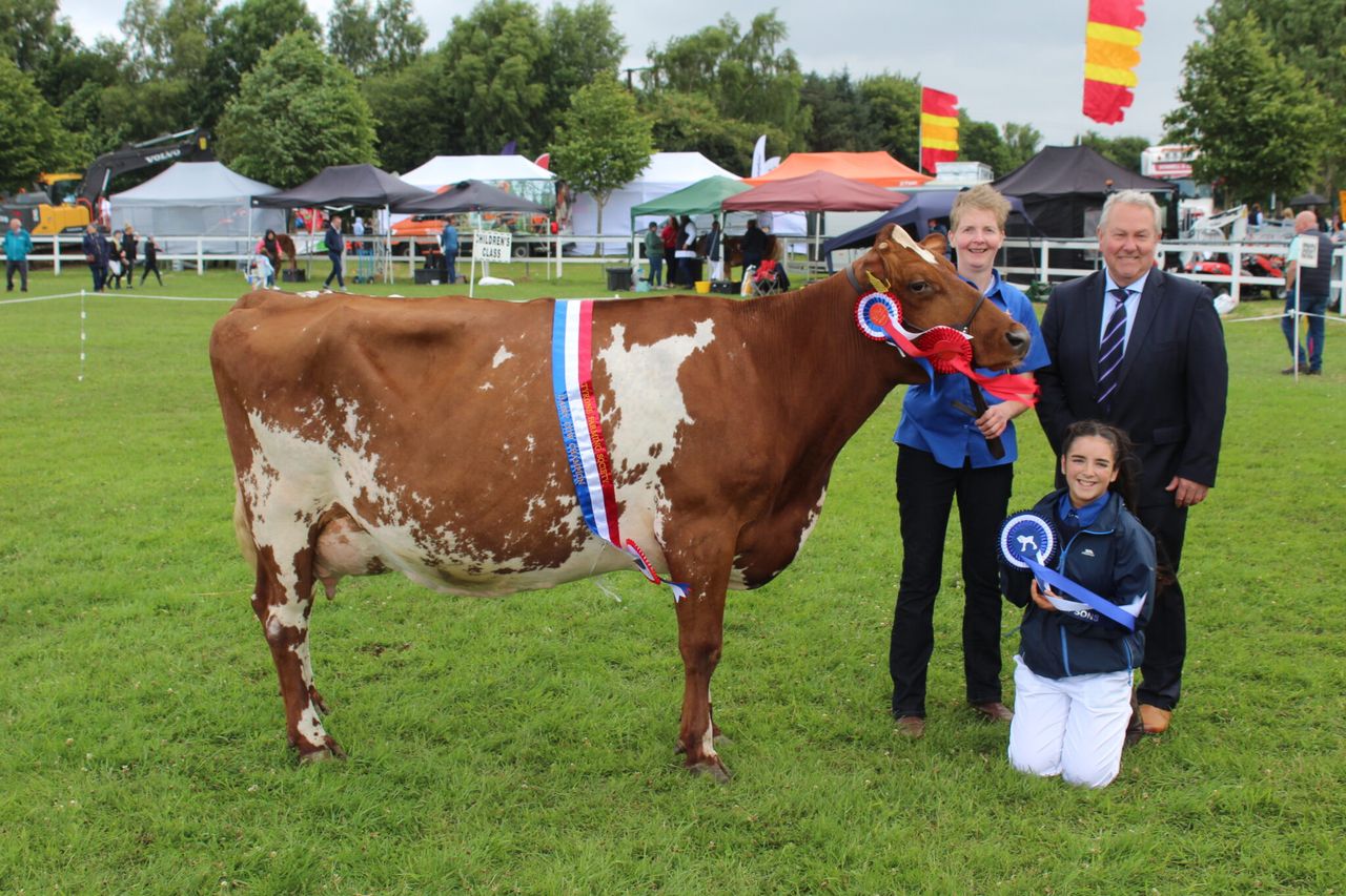 'Tremendous' Dairy Shorthorn cow crowned champion at Omagh Show