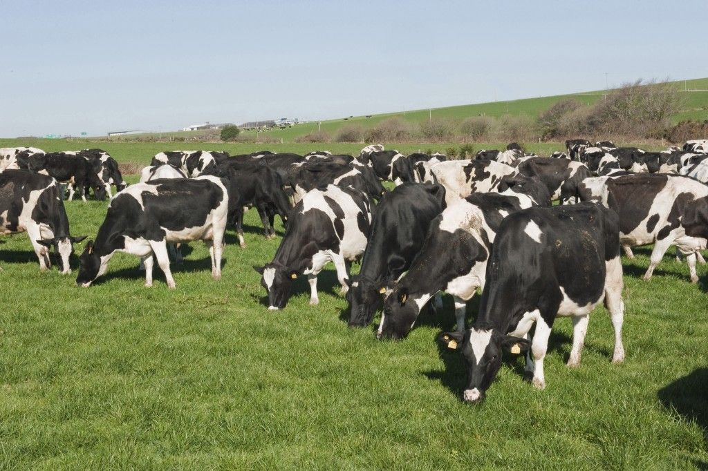 Cattle feed additive will cut methane emissions by 30%