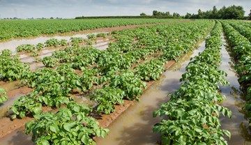 Despite the rain, British potato harvest is 89% complete