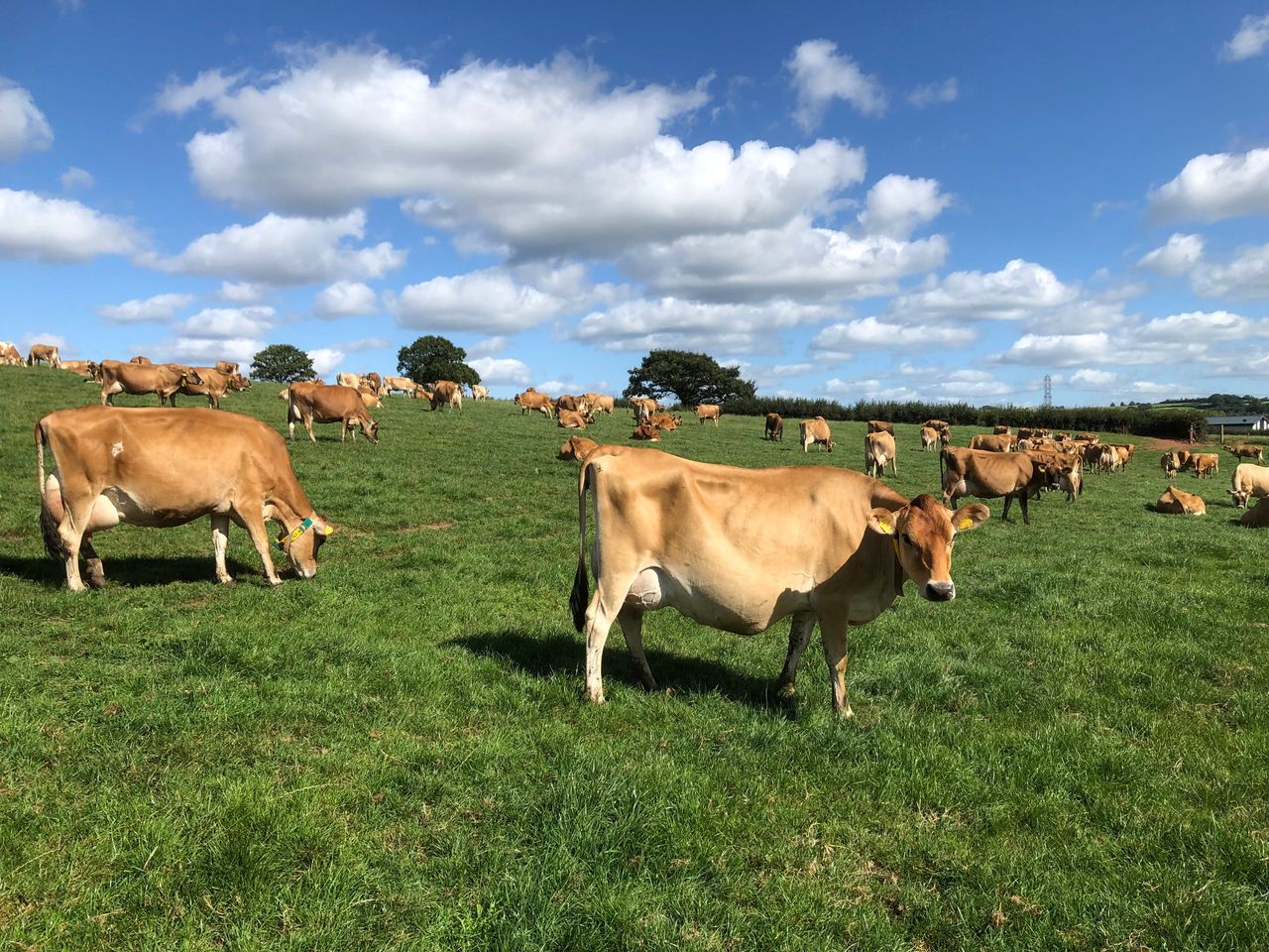 Society suggests verifying carbon footprint of Jersey cows