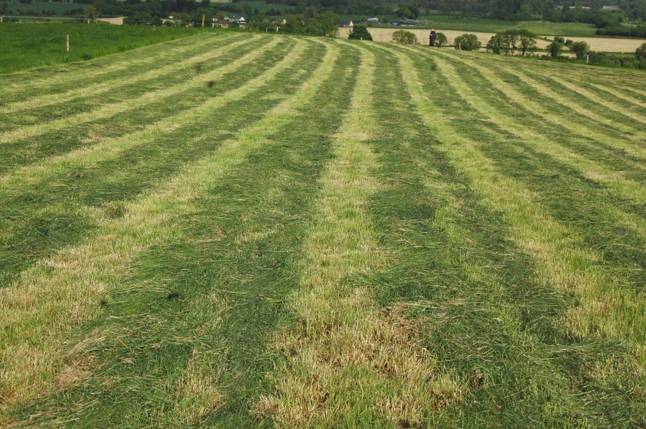Pre-mowing vs. topping: Which is the better option?