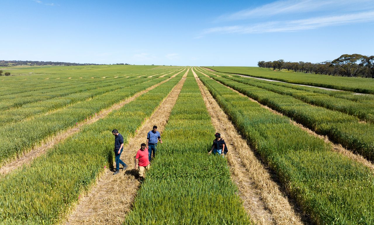 Australian fertiliser efficiency use in the spotlight as supplies collapse