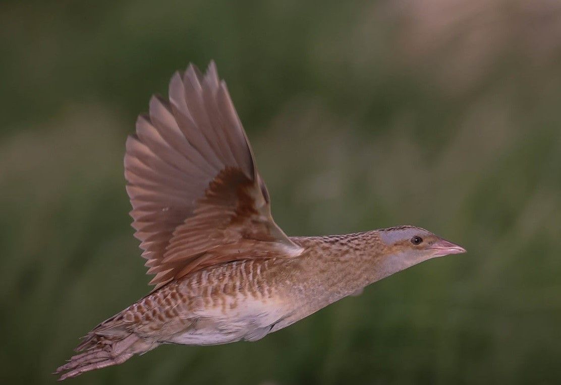 Four calling Corncrakes confirmed on Rathlin Island