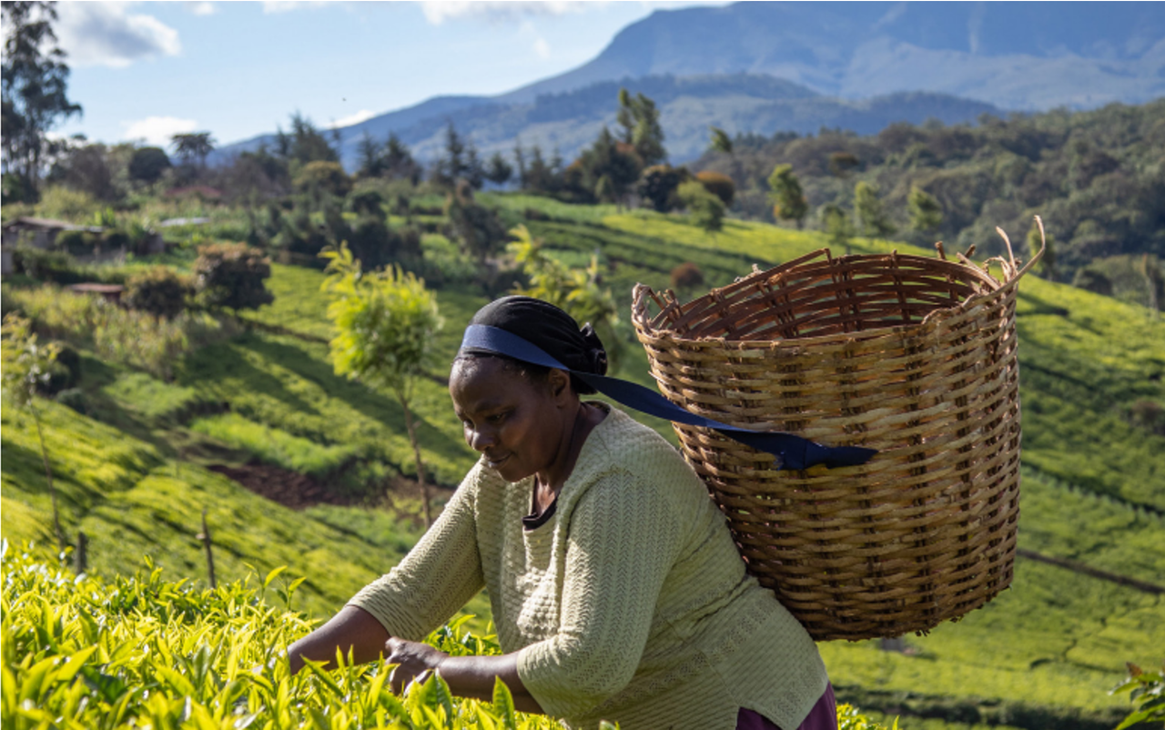 Why your tea-break can help other farmers if you choose wisely