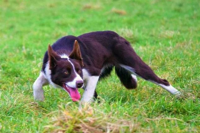 New world record price of £28,455 fetched for a sheepdog at auction