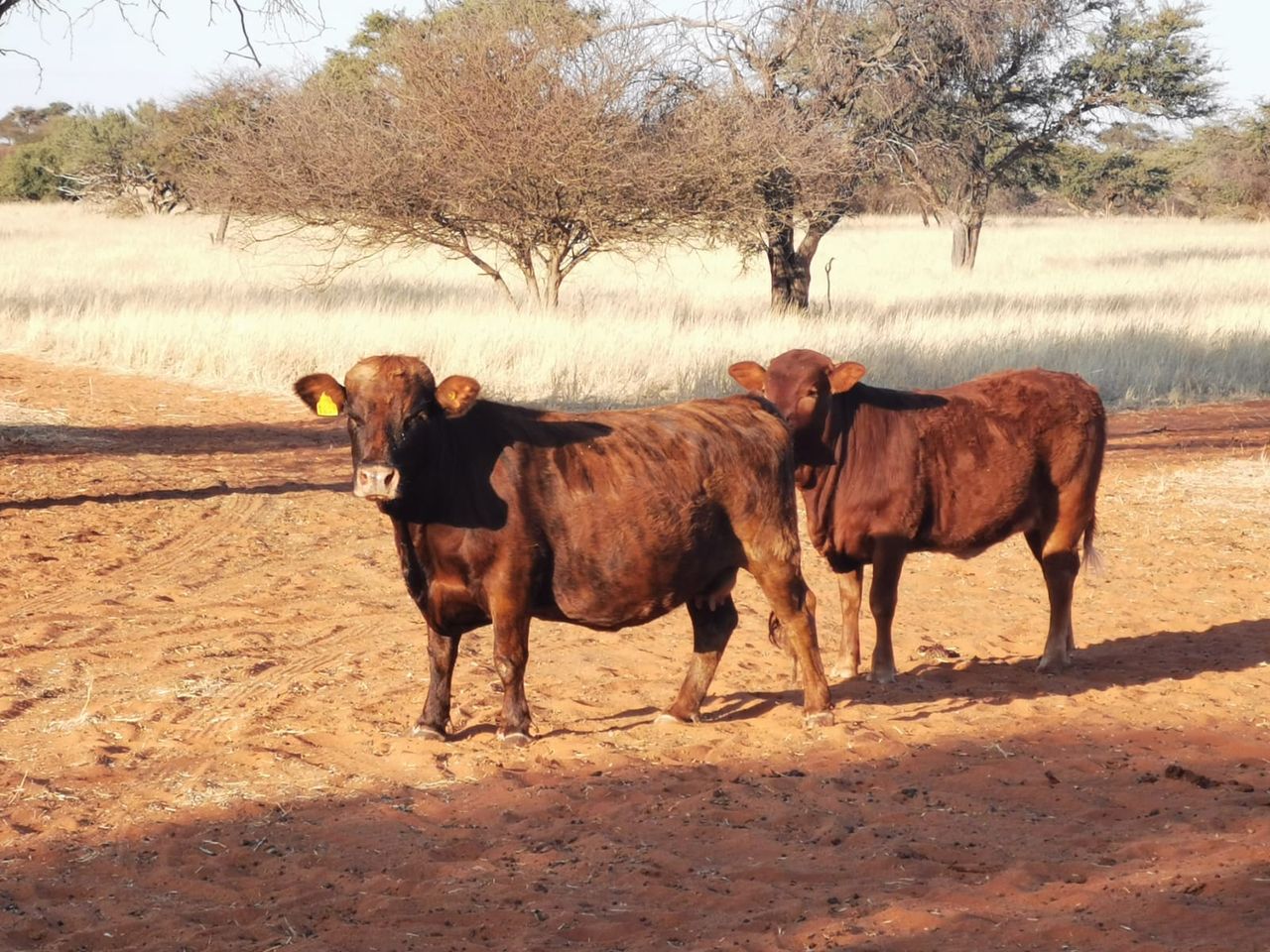 Farming with Dexter cattle in the African desert