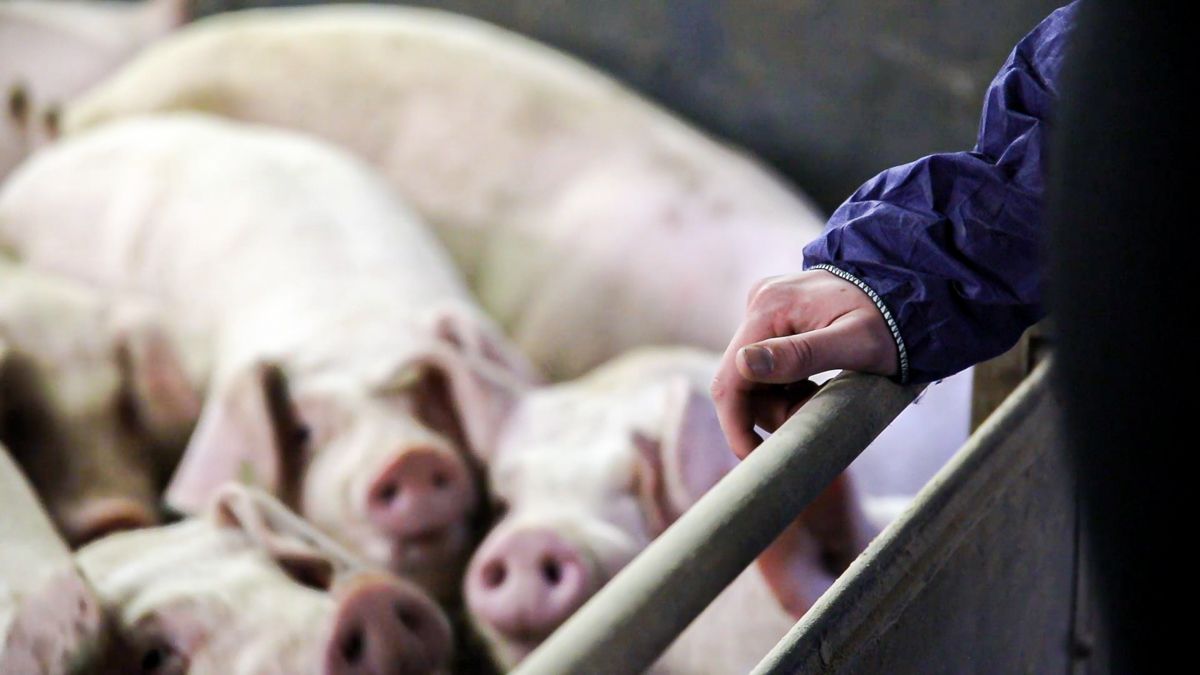 Over 13 million pigs assessed by AHDB Real Welfare scheme