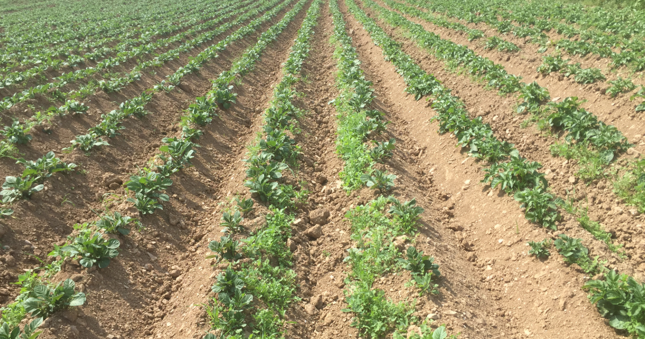Dietary benefits of potatoes to be showcased at World Potato Congress