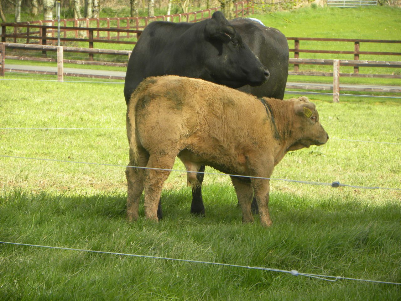 Halving of meat and dairy production could slash farming emissions and incomes - UN report