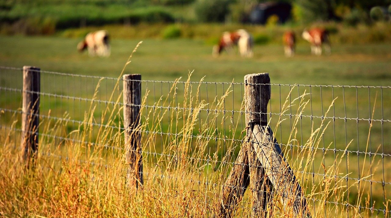 Metal thieves let cows out after stealing 700m of wire