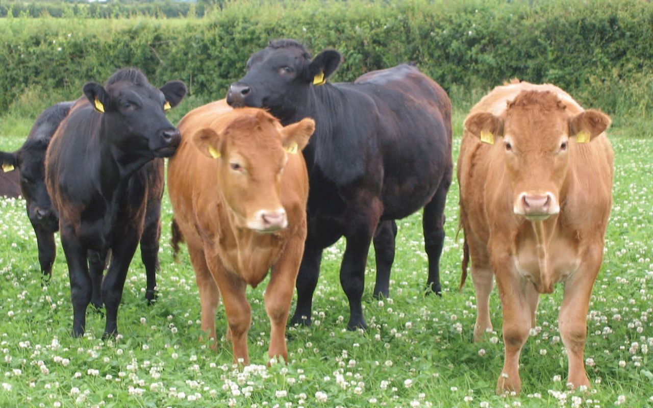 Farmers urged to consider clover swards to lower fertiliser costs