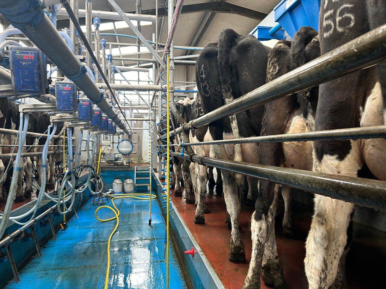 Drying off: Which cows need to be dried off first?