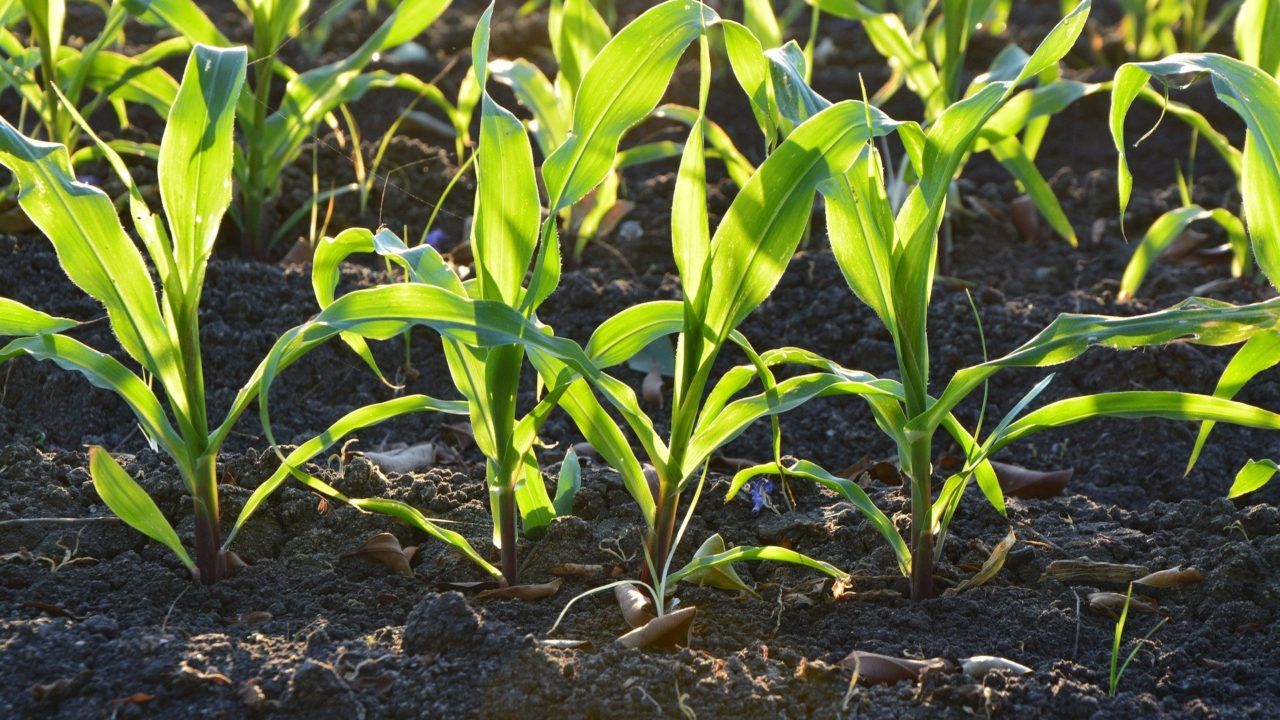 FAO to launch report on black soils to mark World Soil Day