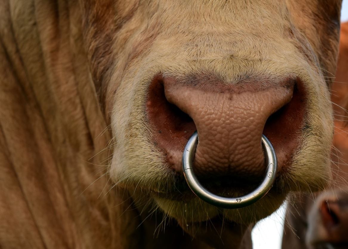 NI research to investigate link between stock genetics and temperament