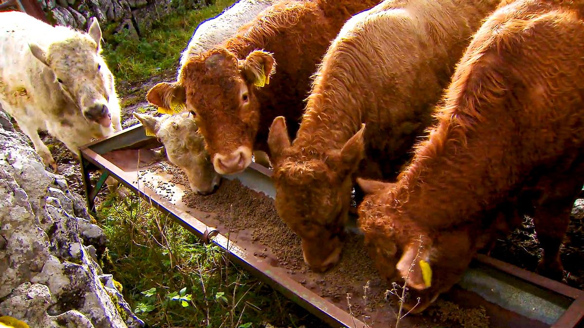 Should I offer meal to my spring-born calves?