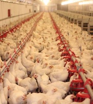 13,000 birds culled in Germany as bird flu strikes