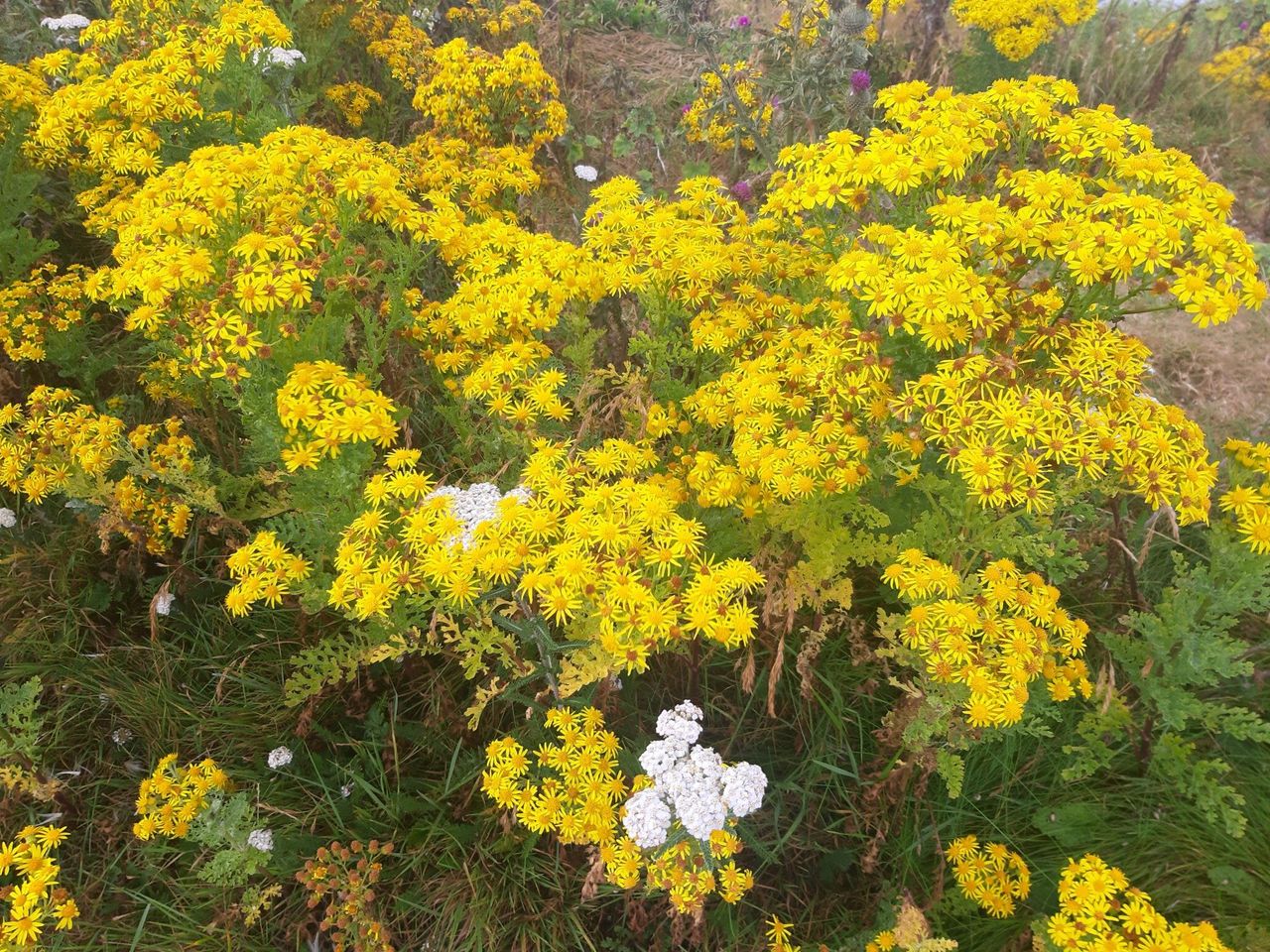 Northern Irish farmers reminded to control noxious weeds