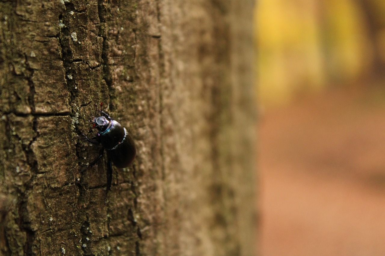 Forest owners want ban on timber with bark amid concern for ‘disaster’