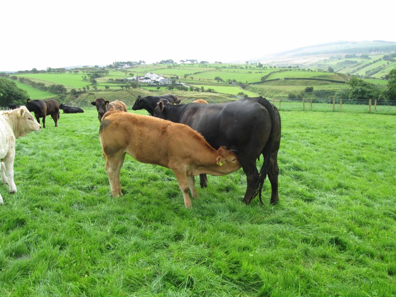 Young cattle benefit most from early turnout