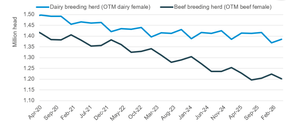 The size of the dairy herd in light blue and the beef herd in dark blue from April 2020 – April 2026 Source: BCMS via AHBD