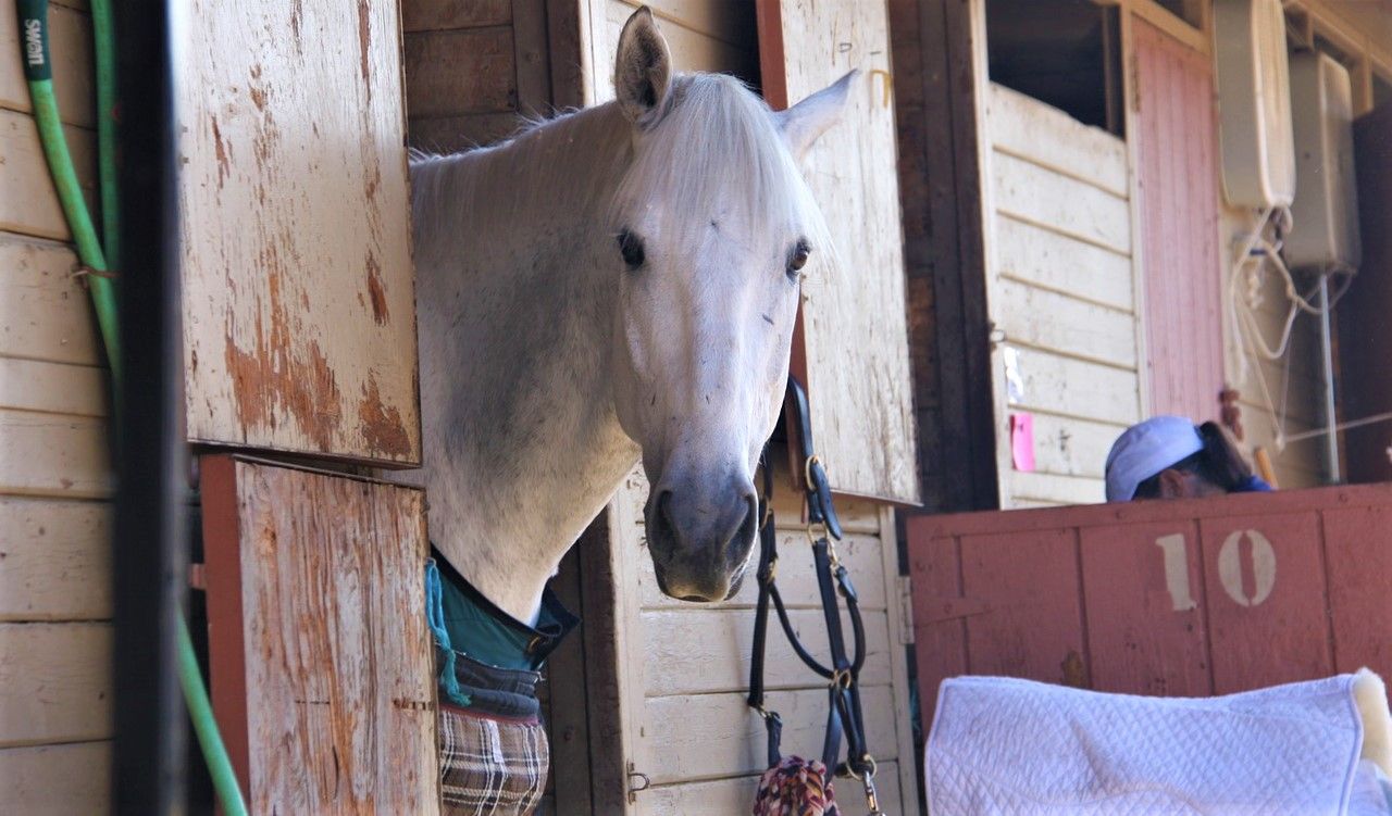 Equine owners transiting horses from GB to NI ‘saddled’ with extra costs – MP