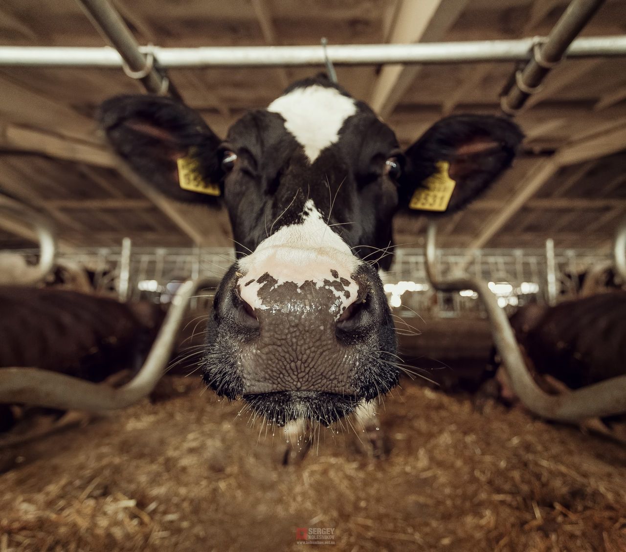 Scottish farmers on alert as first bluetongue case confirmed