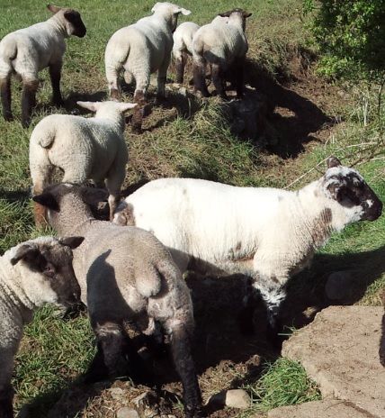 Surge in spring lamb supply drives sheep kill up 15% in a week