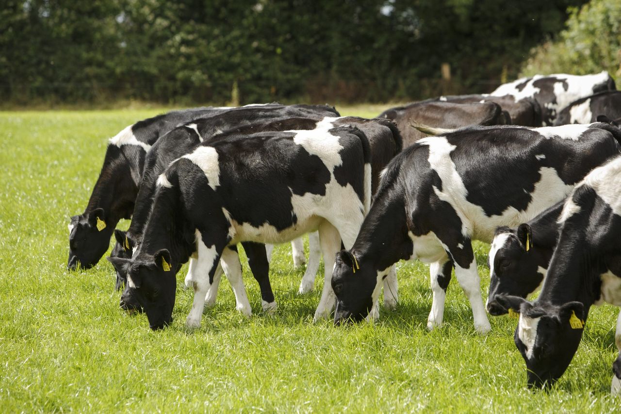 NI dairy farmers facing one of ‘toughest financial squeezes in recent memory’