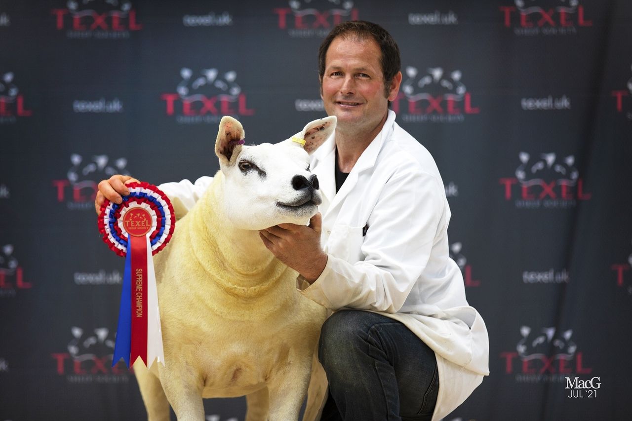 'Textravaganza' National Texel Show to take place in July