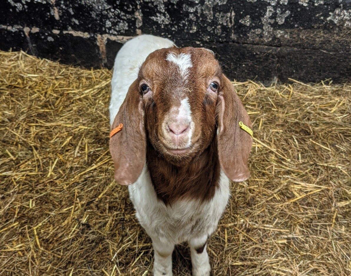 No kidding: Farm makes €56,000 offering ‘virtual goats’ for video calls