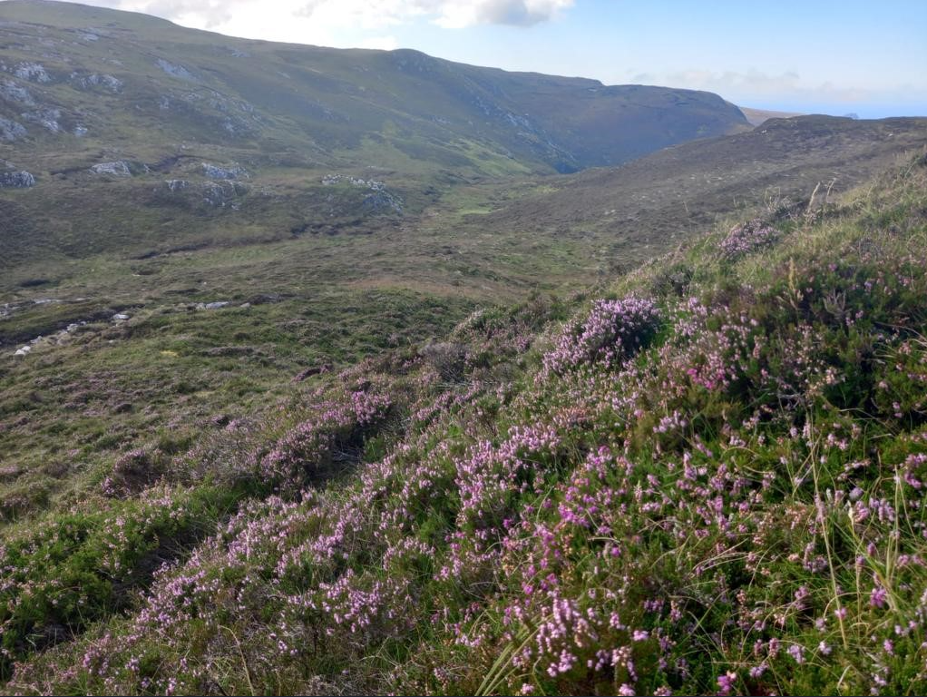 DEFRA places ban on burning heather and grass on deep peat