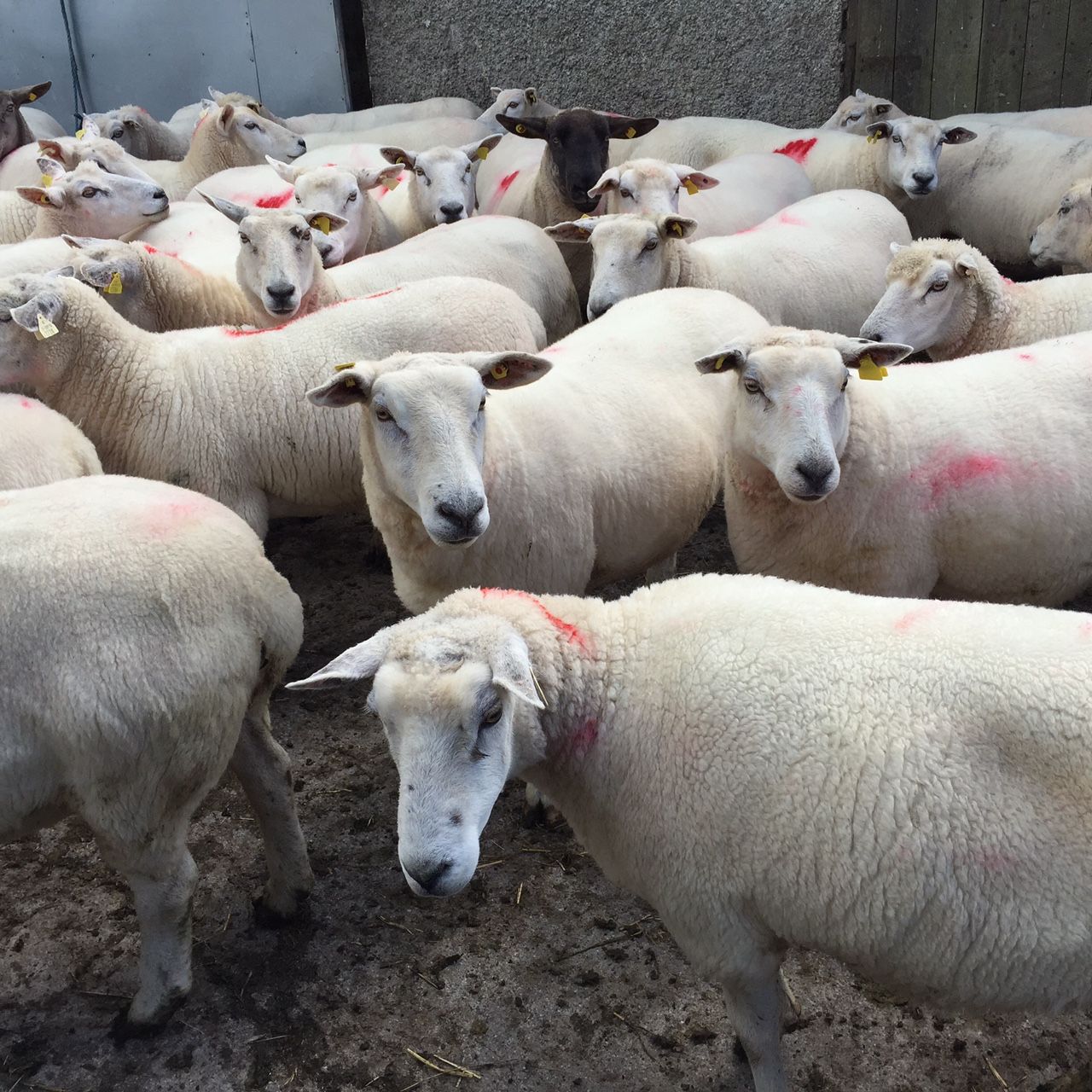 New Zealand sheepmeat exports hit 15-year high