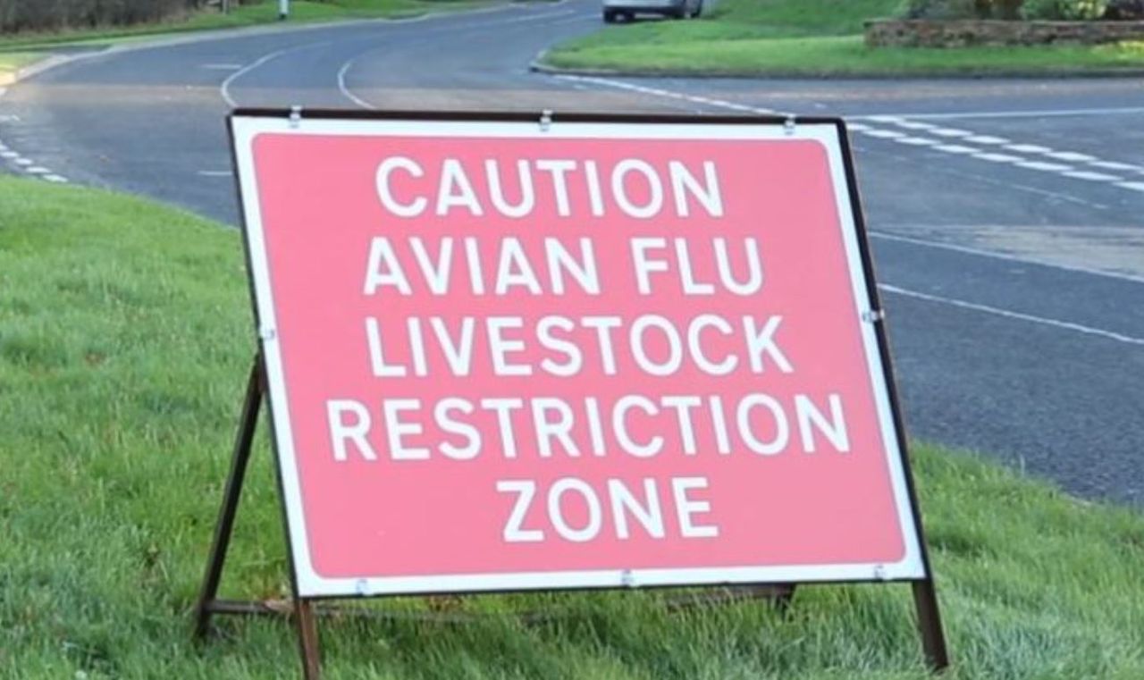 Bird flu: Suspected notifiable case in Tyrone