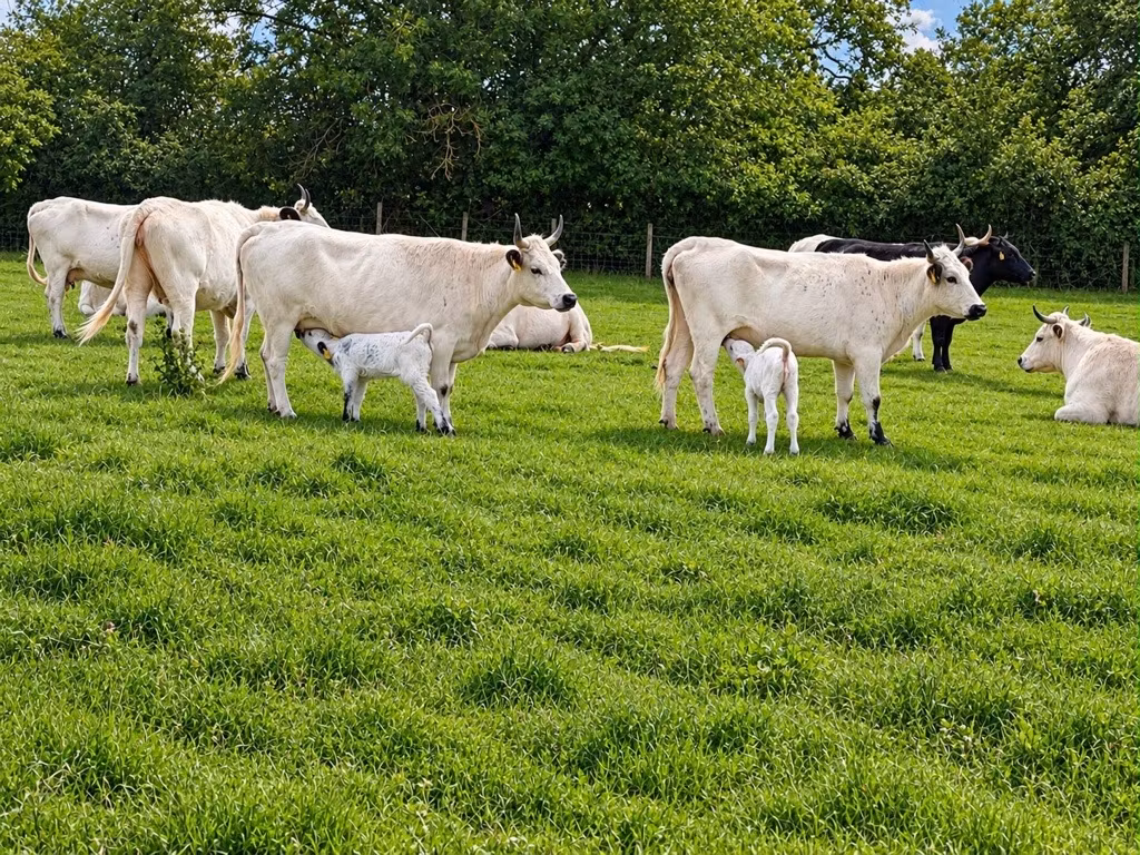 Five new calves born to one of UK’s rarest cattle breeds