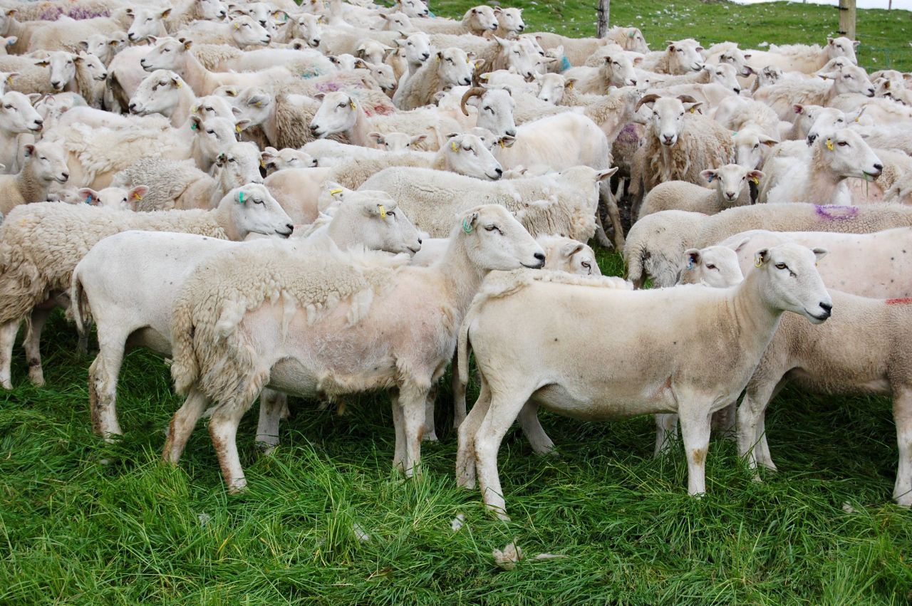 Producing wool is 'too expensive' so farmer turns to Easycare sheep