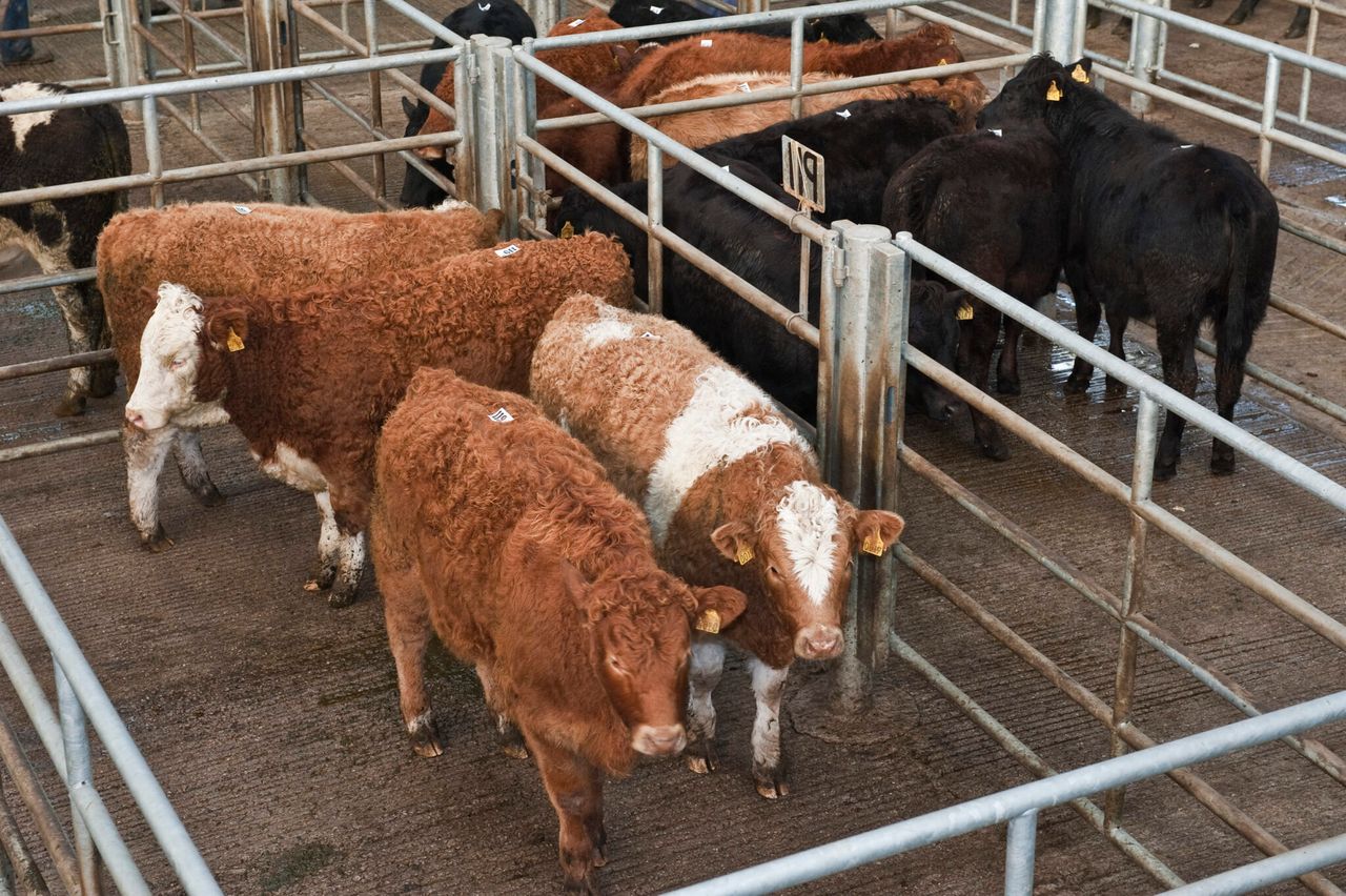 Marts and processors not showing much sympathy to beef producers