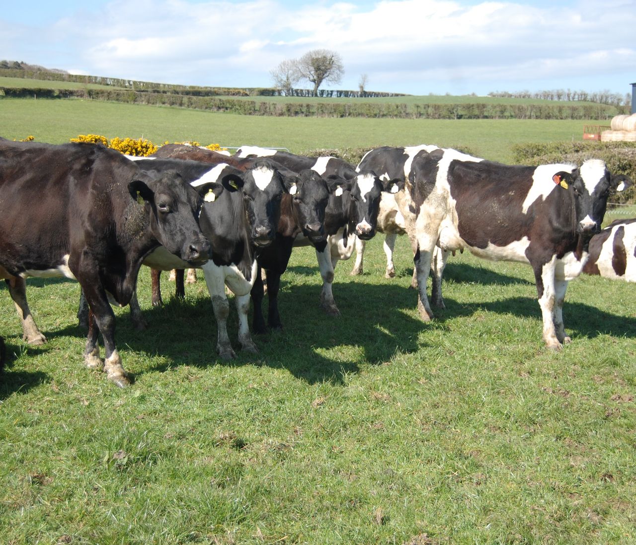 'Heifer care often overlooked in digital dermatitis management'