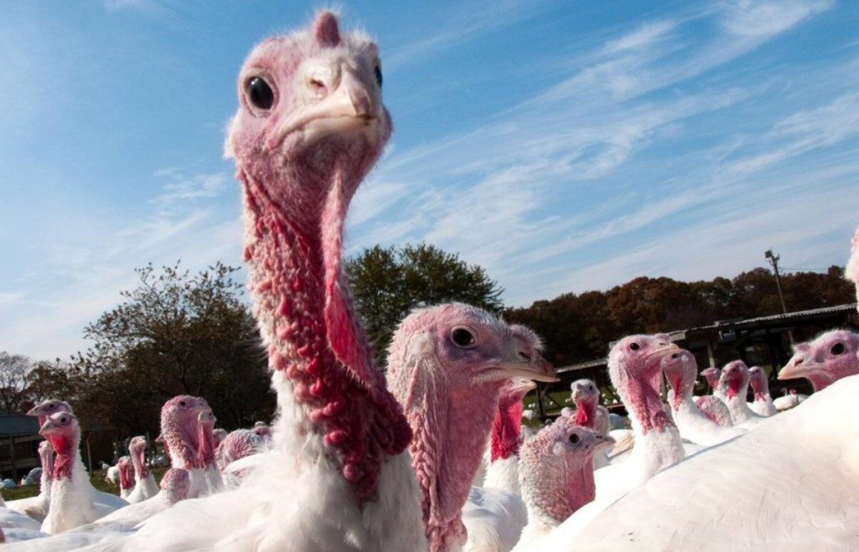 More than 3,000 turkeys to be culled in Monaghan tomorrow
