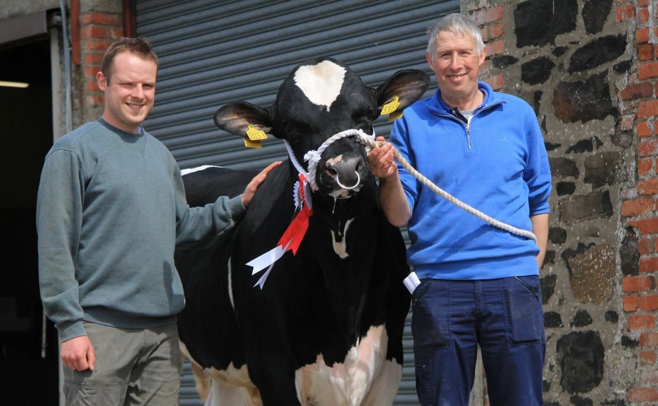 Holstein bull sells for 9,000gns at Kilrea Mart