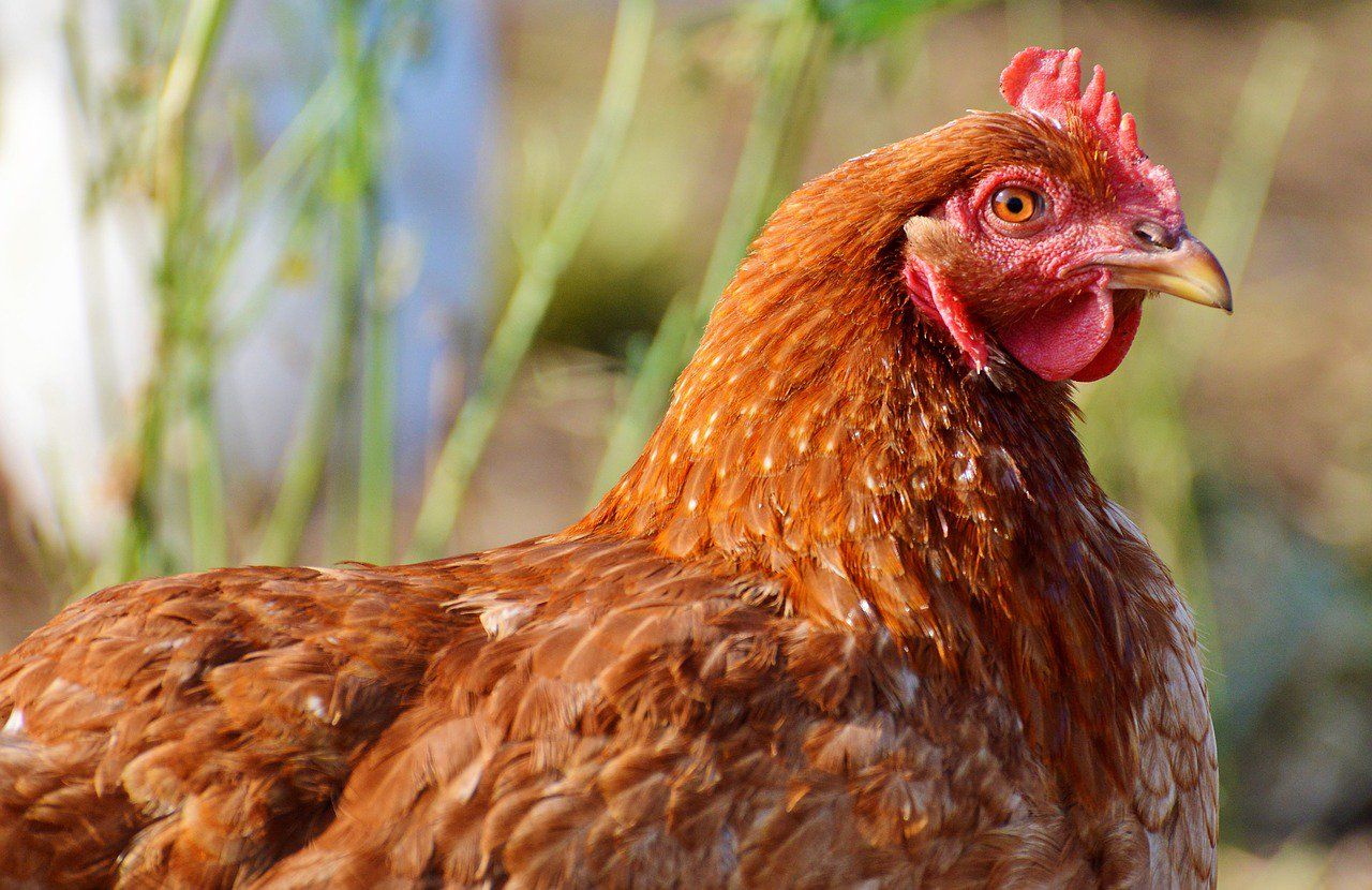 Newcastle Disease confirmed in Belgium: What you need to know