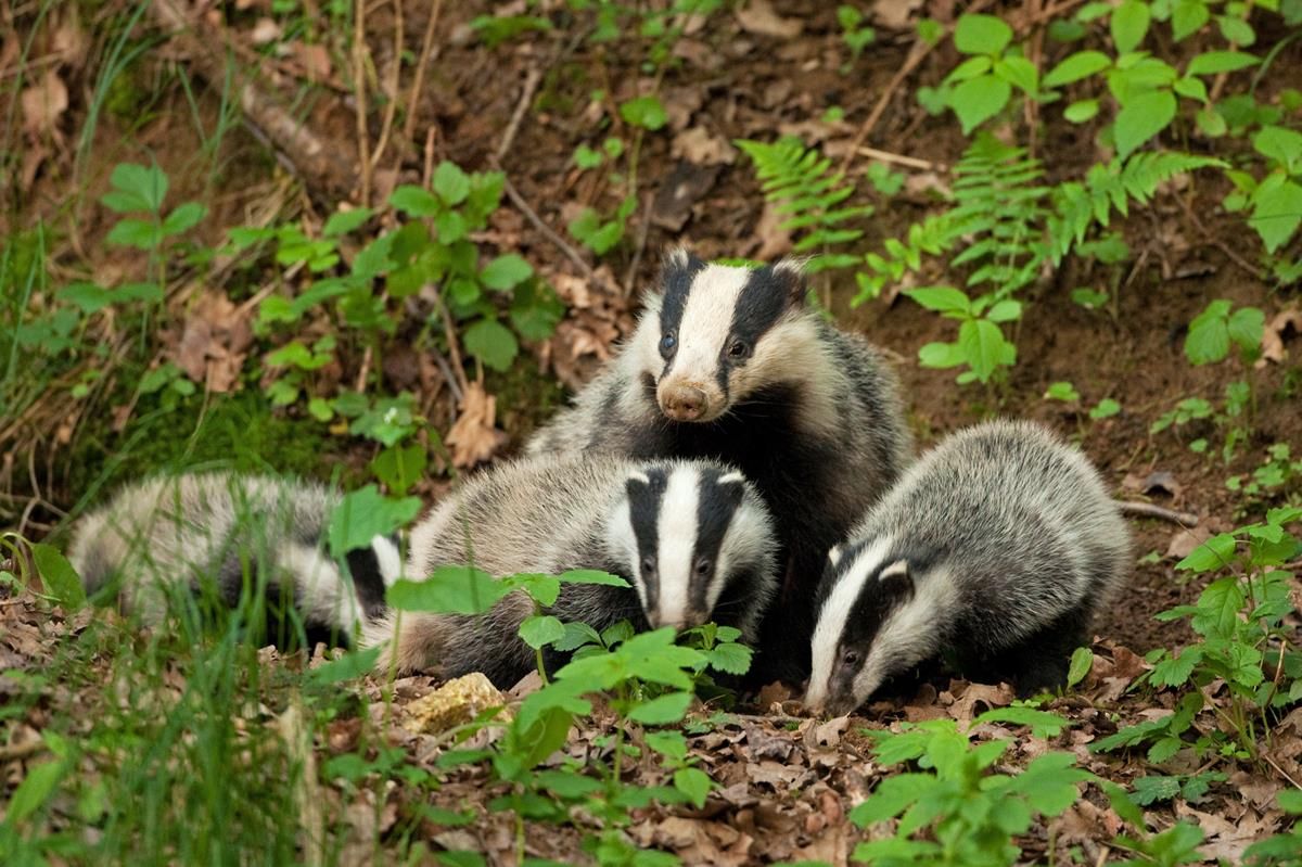 Badger cull on the cards for Northern Ireland