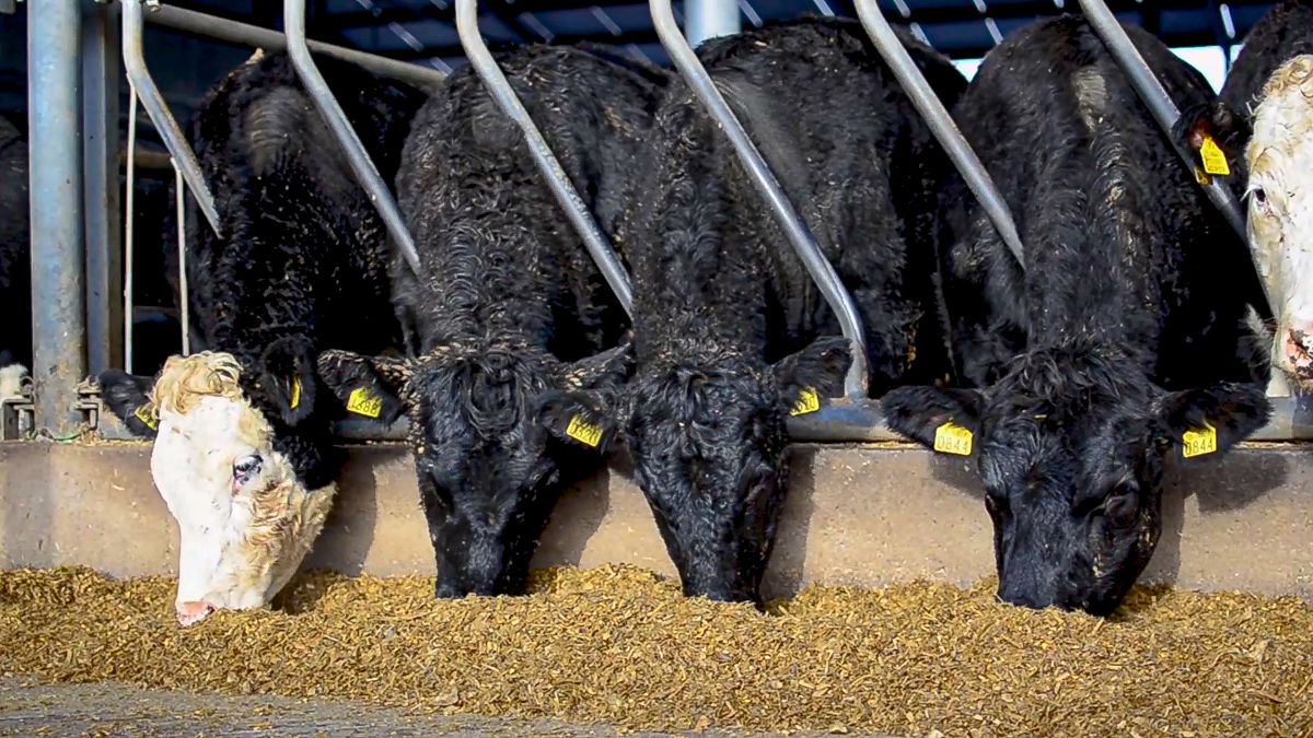 Welsh rural affairs secretary to chair the first SFS roundtable