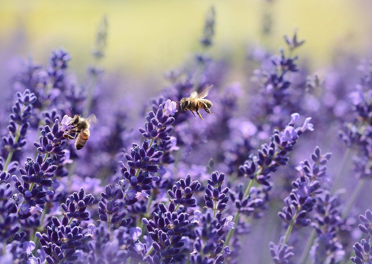 UK's landmark Environment Bill strengthened to halt biodiversity loss by 2030